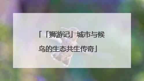 「狮游记」城市与候鸟的生态共生传奇