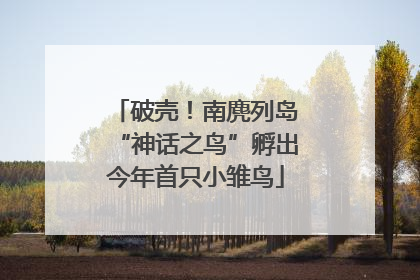 破壳！南麂列岛“神话之鸟”孵出今年首只小雏鸟