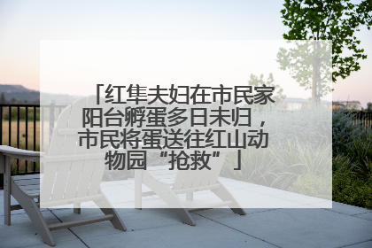 红隼夫妇在市民家阳台孵蛋多日未归，市民将蛋送往红山动物园“抢救”