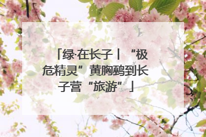 绿·在长子丨“极危精灵”黄胸鹀到长子营“旅游”