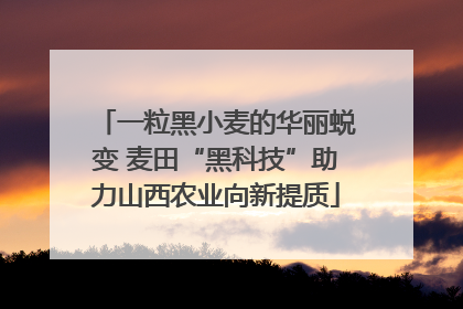 一粒黑小麦的华丽蜕变 麦田“黑科技”助力山西农业向新提质