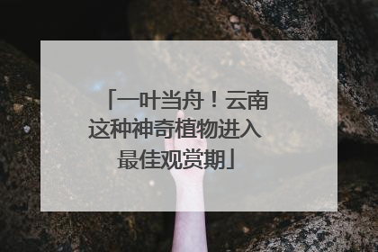 一叶当舟！云南这种神奇植物进入最佳观赏期