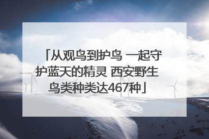从观鸟到护鸟 一起守护蓝天的精灵 西安野生鸟类种类达467种