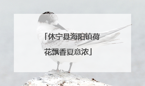 休宁县海阳镇荷花飘香夏意浓