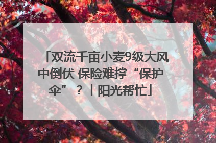 双流千亩小麦9级大风中倒伏 保险难撑“保护伞”？丨阳光帮忙