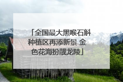 全国最大黑喉石斛种植区再添新景 金色花海扮靓龙陵