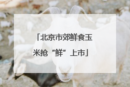 北京市郊鲜食玉米抢“鲜”上市
