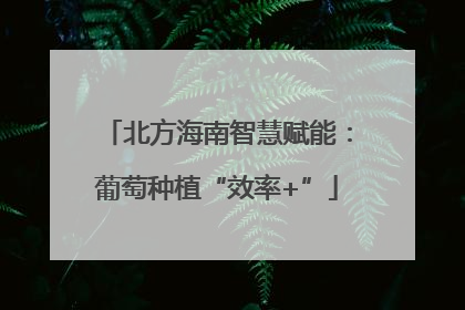 北方海南智慧赋能：葡萄种植“效率+”