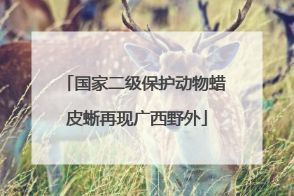 国家二级保护动物蜡皮蜥再现广西野外