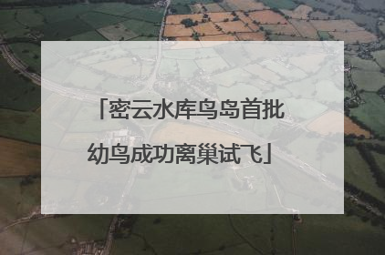 密云水库鸟岛首批幼鸟成功离巢试飞