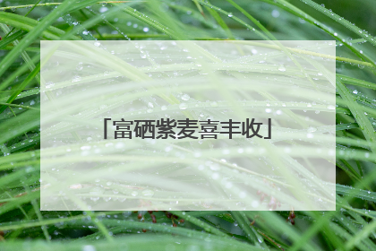 富硒紫麦喜丰收