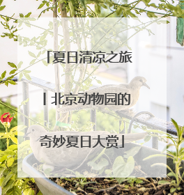 夏日清凉之旅丨北京动物园的奇妙夏日大赏
