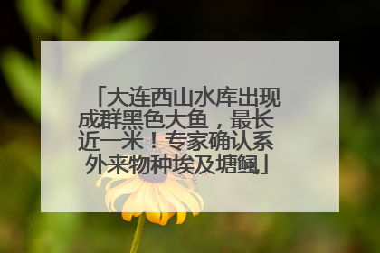 大连西山水库出现成群黑色大鱼，最长近一米！专家确认系外来物种埃及塘鲺