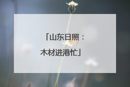 山东日照：木材进港忙