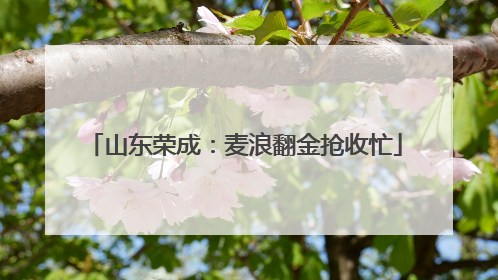 山东荣成：麦浪翻金抢收忙