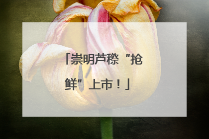 崇明芦穄“抢鲜”上市！
