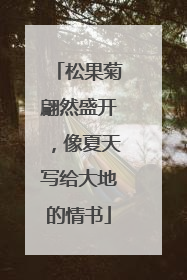 松果菊翩然盛开，像夏天写给大地的情书