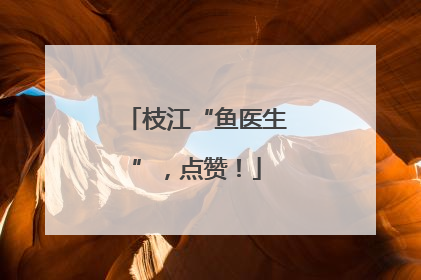 枝江“鱼医生”，点赞！