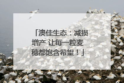 澳佳生态：减损增产 让每一粒麦穗都饱含希望！