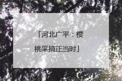 河北广平：樱桃采摘正当时