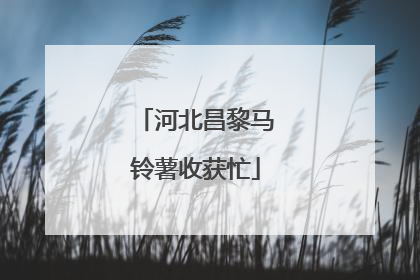 河北昌黎马铃薯收获忙