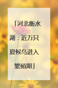 河北衡水湖：近万只夏候鸟进入繁殖期