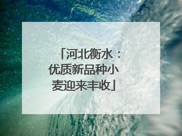 河北衡水：优质新品种小麦迎来丰收