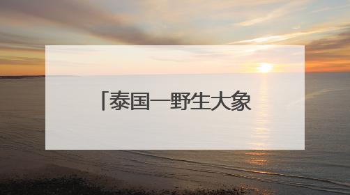 泰国一野生大象凌晨闯进商店，狂吃零食和鸡蛋