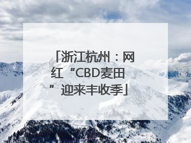 浙江杭州：网红“CBD麦田”迎来丰收季