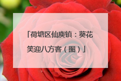 荷塘区仙庾镇：葵花笑迎八方客（图）