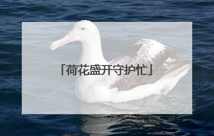 荷花盛开守护忙