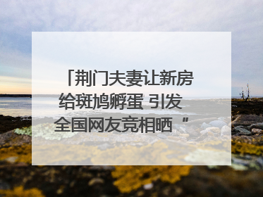 荆门夫妻让新房给斑鸠孵蛋 引发全国网友竞相晒“人鸟共处”图
