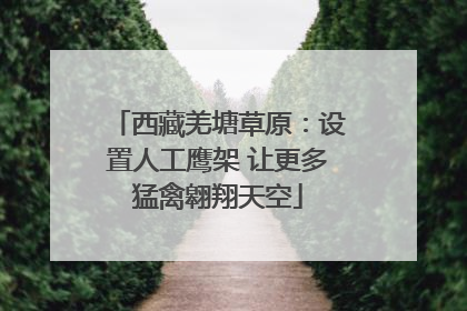 西藏羌塘草原：设置人工鹰架 让更多猛禽翱翔天空