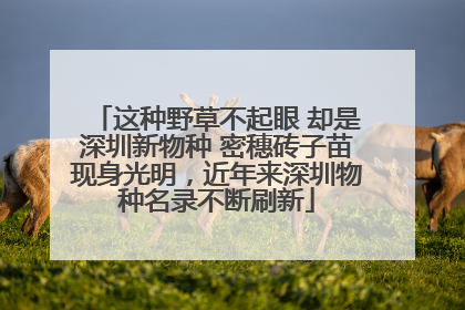 这种野草不起眼 却是深圳新物种 密穗砖子苗现身光明，近年来深圳物种名录不断刷新