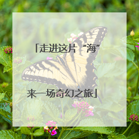 走进这片“海”来一场奇幻之旅