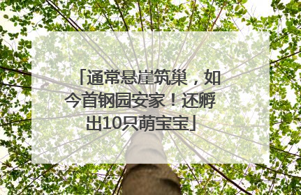 通常悬崖筑巢，如今首钢园安家！还孵出10只萌宝宝