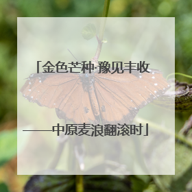 金色芒种·豫见丰收——中原麦浪翻滚时