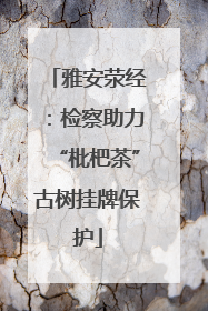 雅安荥经：检察助力“枇杷茶”古树挂牌保护