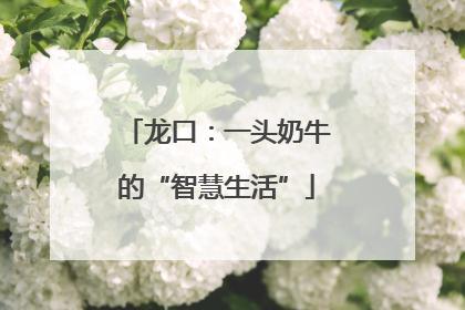 龙口：一头奶牛的“智慧生活”