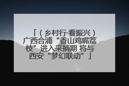 （乡村行·看振兴）广西合浦“香山鸡嘴荔枝”进入采摘期 将与西安“梦幻联动”