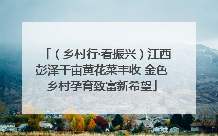 （乡村行·看振兴）江西彭泽千亩黄花菜丰收 金色乡村孕育致富新希望