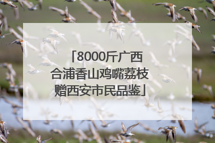 8000斤广西合浦香山鸡嘴荔枝赠西安市民品鉴
