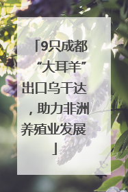 9只成都“大耳羊”出口乌干达，助力非洲养殖业发展